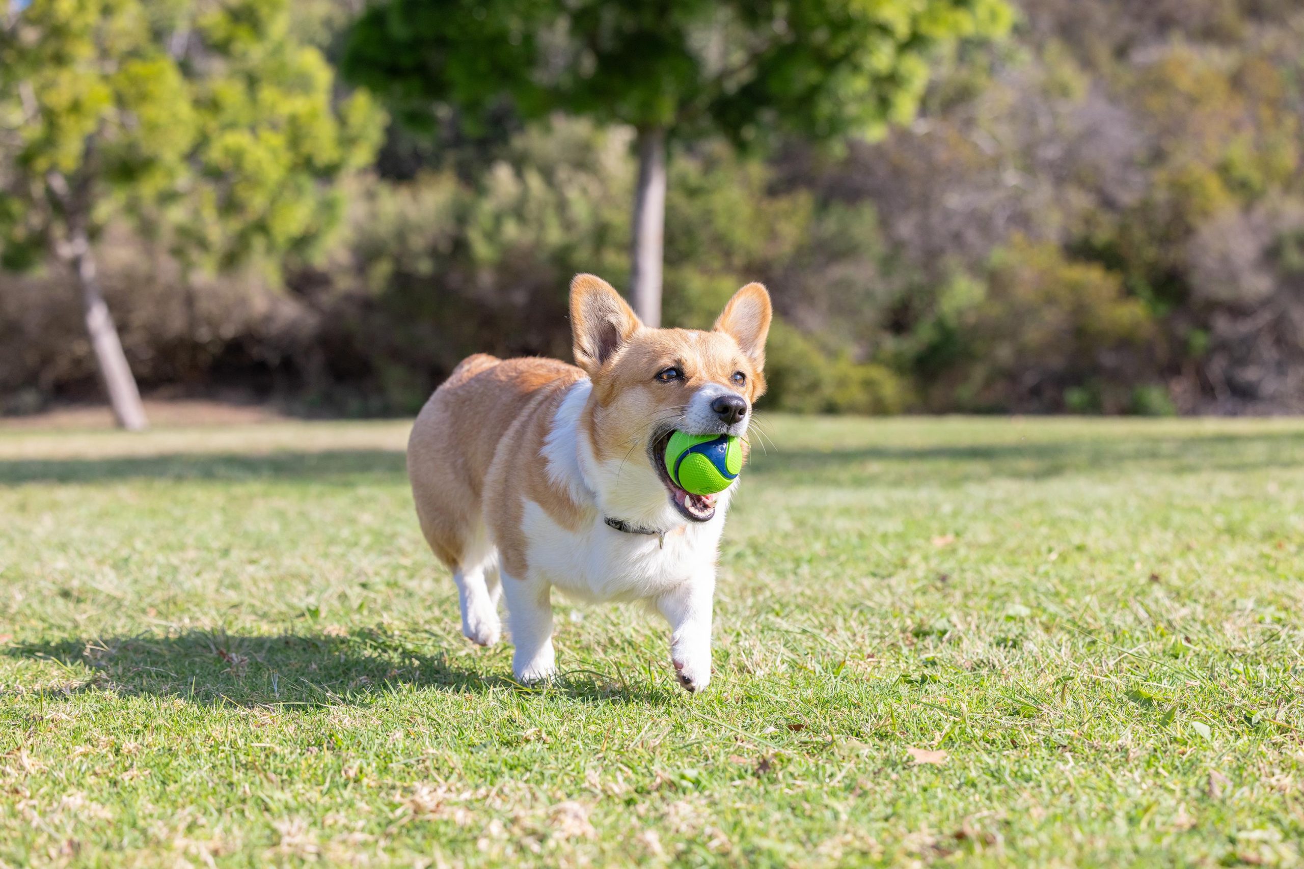 Chuckit! Sniff Fetch Kokulu Köpek Oyun Topu 4'lü Kutulu Set (Orta Boy) - Görsel 4