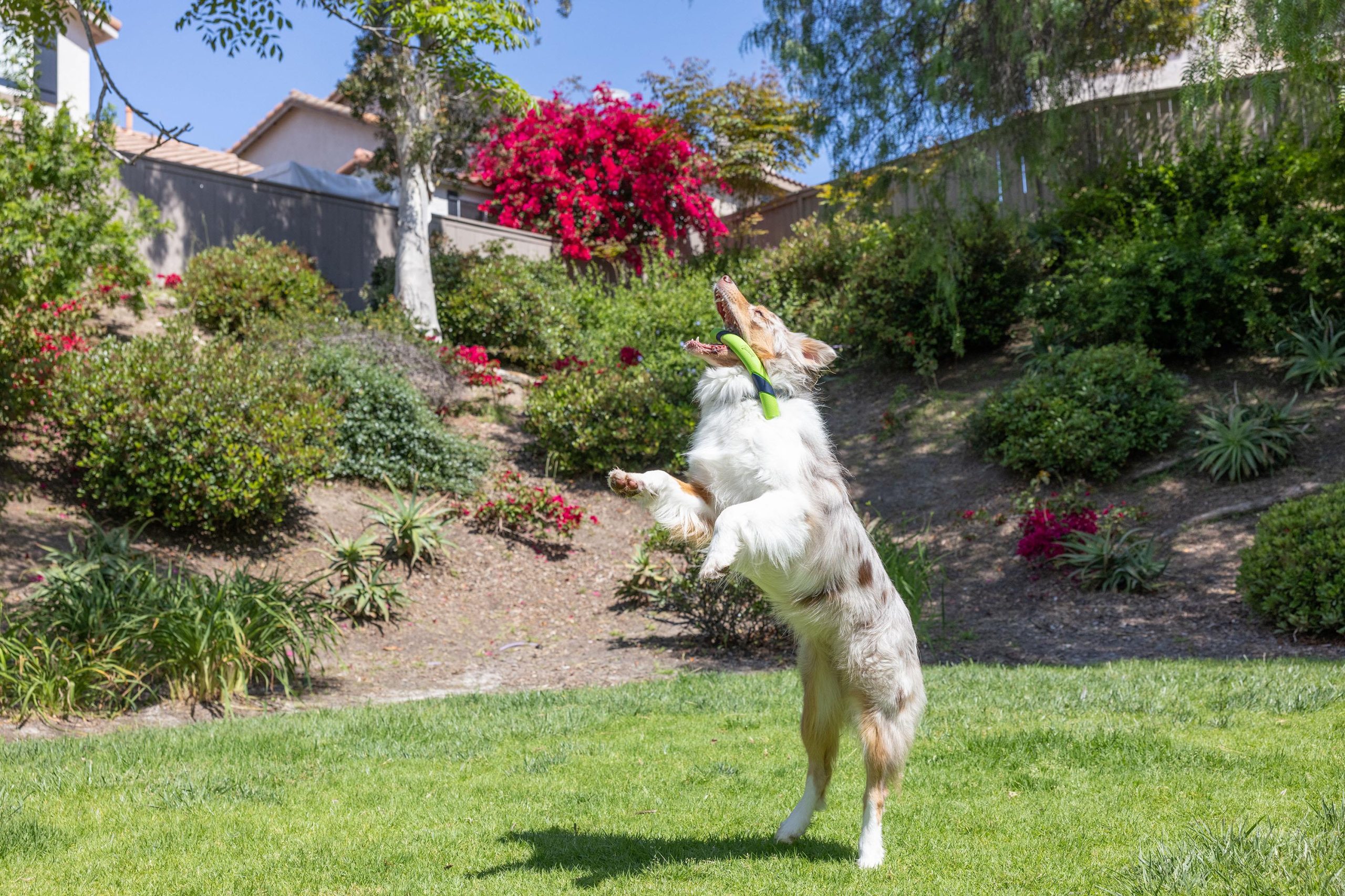Chuckit! Sniff Fetch Stick Kokulu Köpek Oyuncağı (Fıstık Ezmesi Aromalı) - Görsel 3