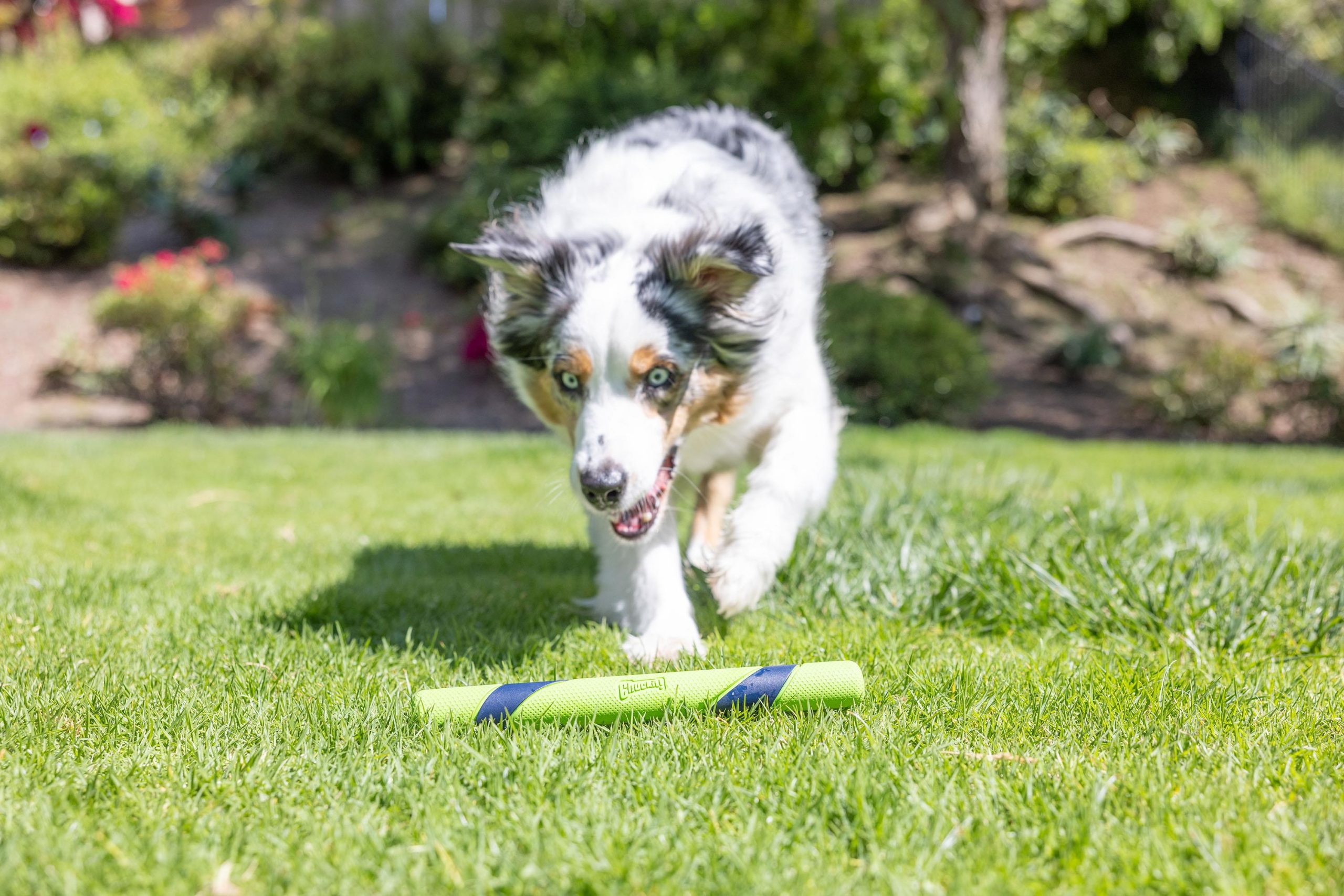 Chuckit! Sniff Fetch Stick Kokulu Köpek Oyuncağı (Fıstık Ezmesi Aromalı) - Görsel 5