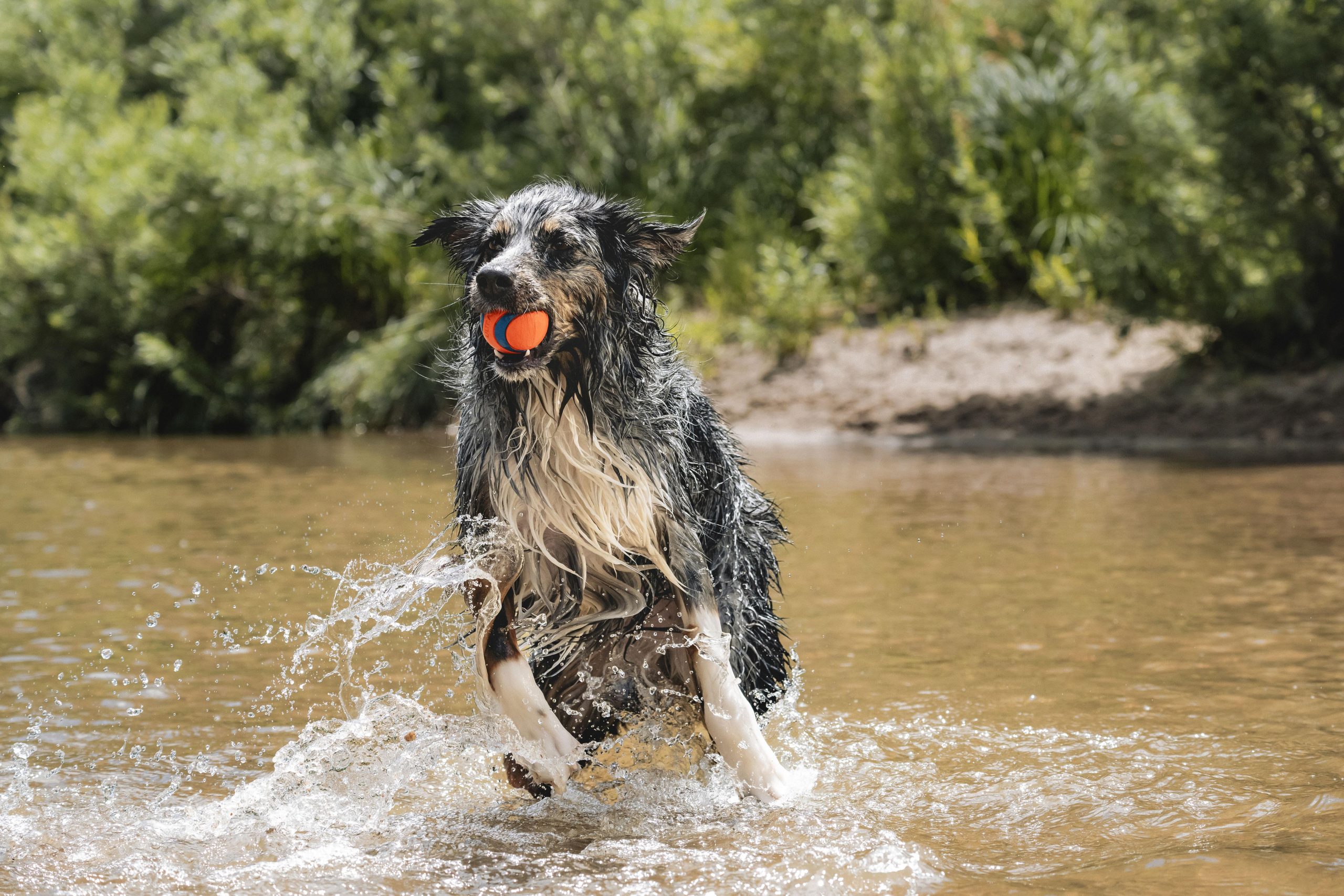 Chuckit! Ultra Ball Köpek Oyun Topu (Büyük Boy) - Görsel 4