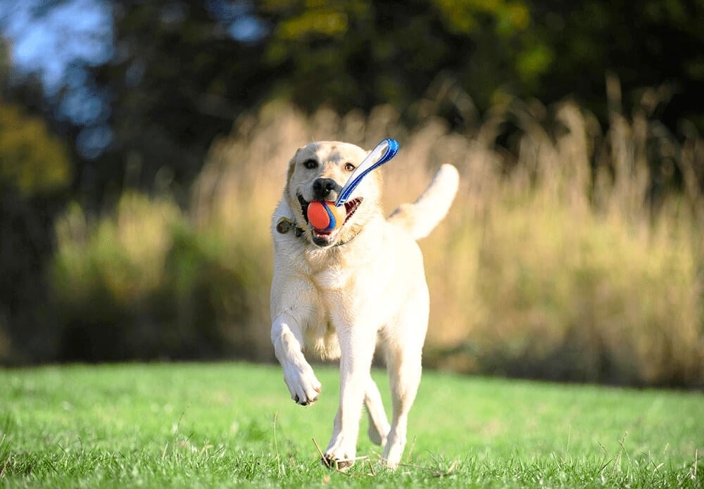 Chuckit! Ultra Tug Köpek Çekiştirme Topu (Orta Boy) - Görsel 5